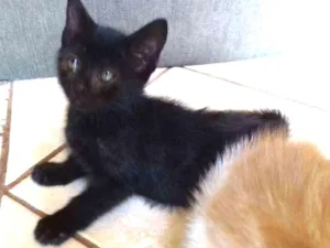 Gato raça SRD idade 2 a 6 meses nome Dora