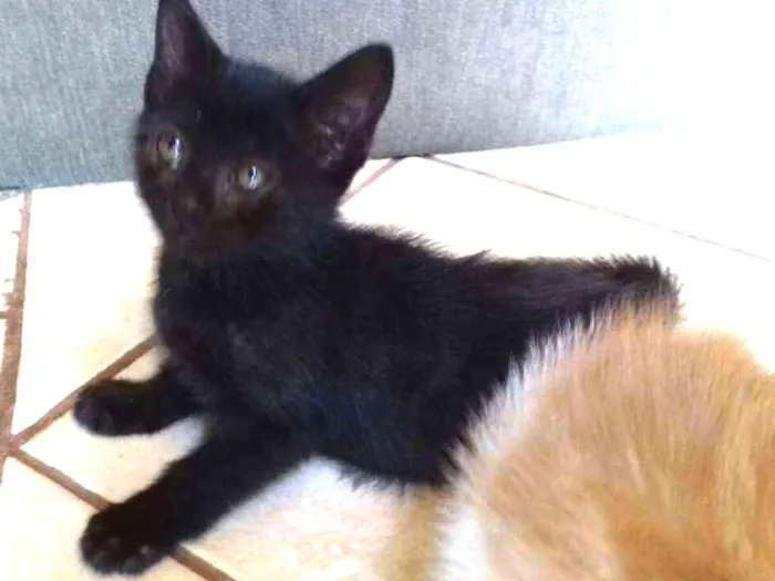 Gato ra a SRD idade 2 a 6 meses nome Dora