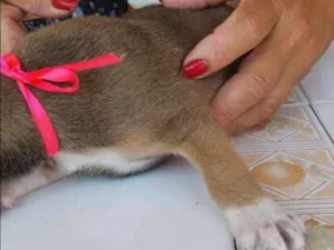 Cachorro raça Vira lata idade Abaixo de 2 meses nome Toro