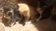 Gatinhos