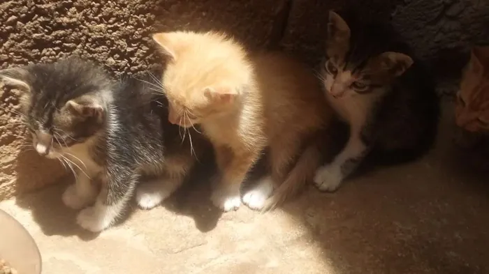 Gato ra a Vira lata idade Abaixo de 2 meses nome Gatinhos