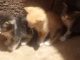 Gatinhos