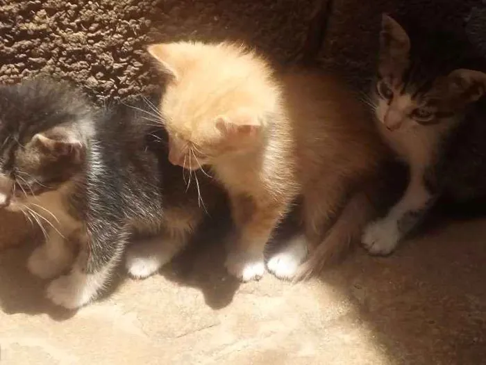 Gato ra a Vira lata idade Abaixo de 2 meses nome Gatinhos