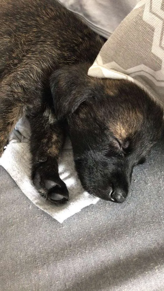 Cachorro ra a SRD idade Abaixo de 2 meses nome Melian