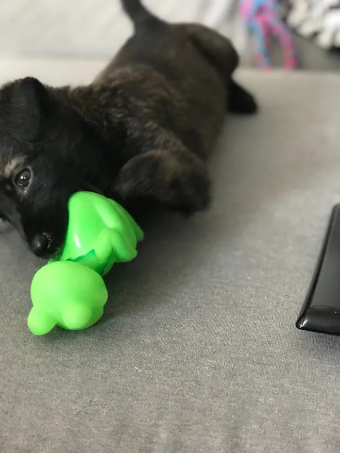 Cachorro ra a SRD idade Abaixo de 2 meses nome Melian