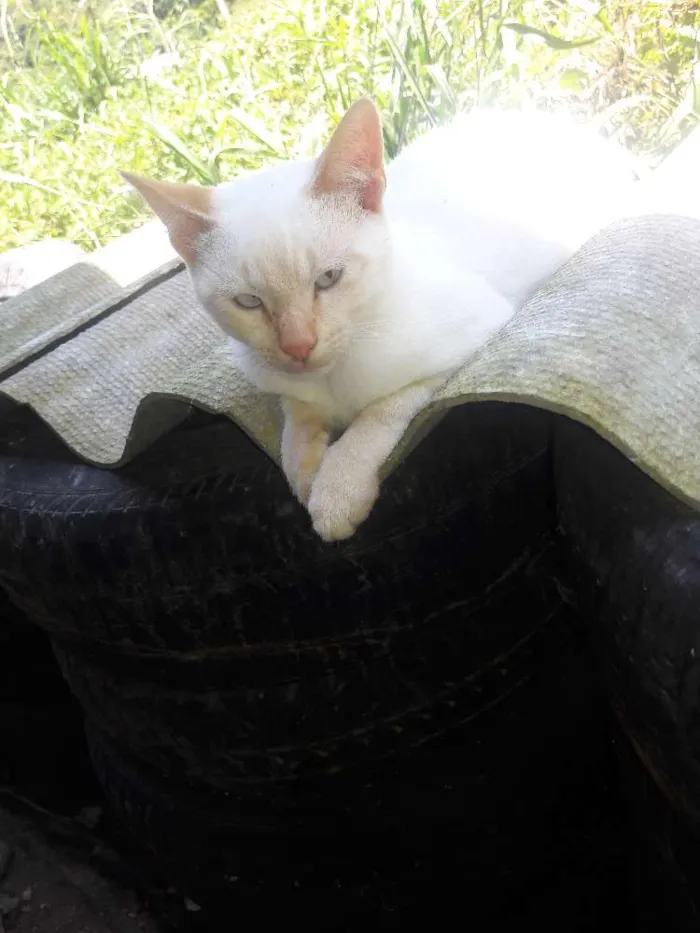 Gato ra a Srd idade 2 a 6 meses nome Princesas 