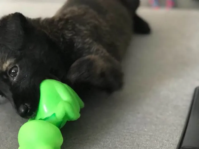 Cachorro ra a SRD idade Abaixo de 2 meses nome Melian