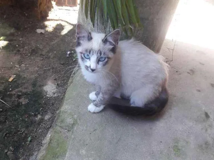 Gato ra a Srd idade 2 a 6 meses nome Princesas 