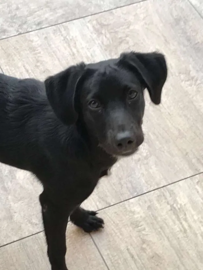 Cachorro ra a SRD idade 1 ano nome Doki