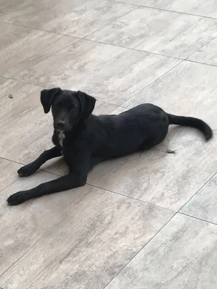 Cachorro ra a SRD idade 1 ano nome Doki