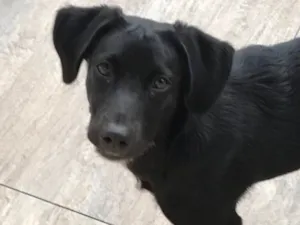 Cachorro raça SRD idade 1 ano nome Doki