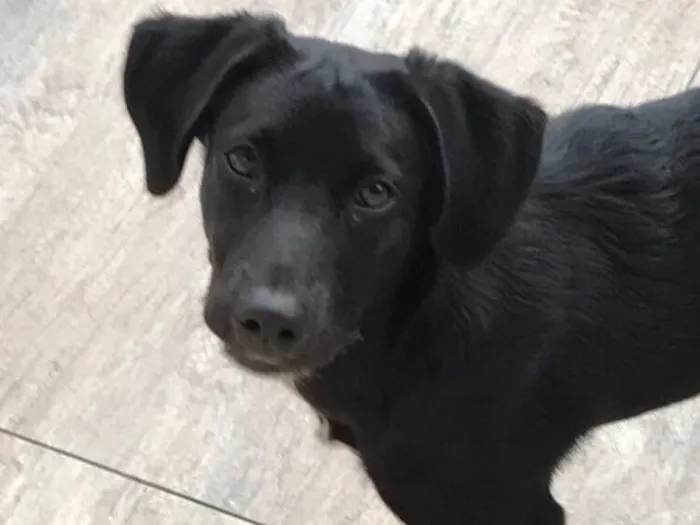 Cachorro ra a SRD idade 1 ano nome Doki