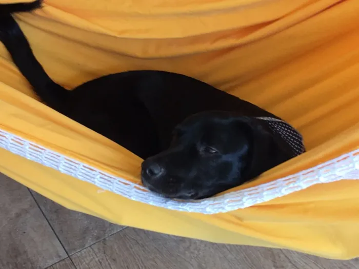 Cachorro ra a SRD idade 1 ano nome Doki