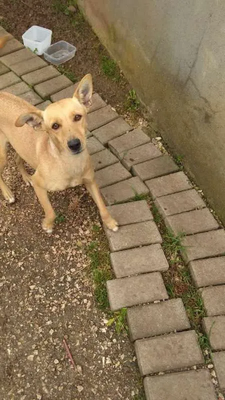 Cachorro ra a Sem raça definida idade 2 anos nome Sofia