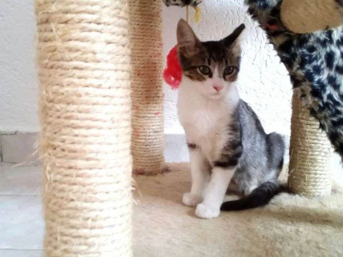 Gato ra a SRD idade 2 a 6 meses nome Tony