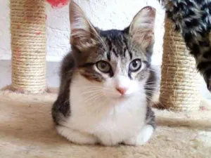 Gato raça SRD idade 2 a 6 meses nome Tony