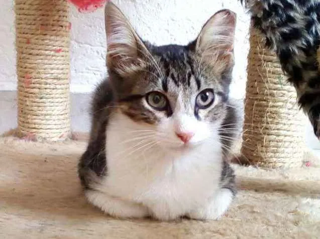 Gato ra a SRD idade 2 a 6 meses nome Tony
