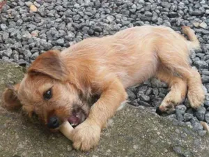 Cachorro raça  idade 2 a 6 meses nome Sem nome