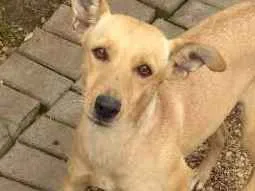 Cachorro ra a Sem raça definida idade 2 anos nome Sofia