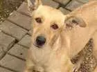 Cachorro raça Sem raça definida idade 2 anos nome Sofia