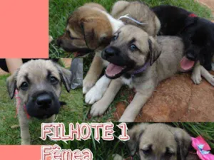 Cachorro raça SRD idade 2 a 6 meses nome Filhotes