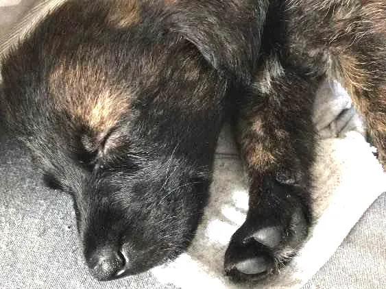 Cachorro ra a SRD idade Abaixo de 2 meses nome Melian