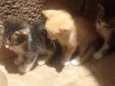 Gatinhos