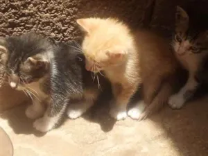 Gato raça Vira lata idade Abaixo de 2 meses nome Gatinhos