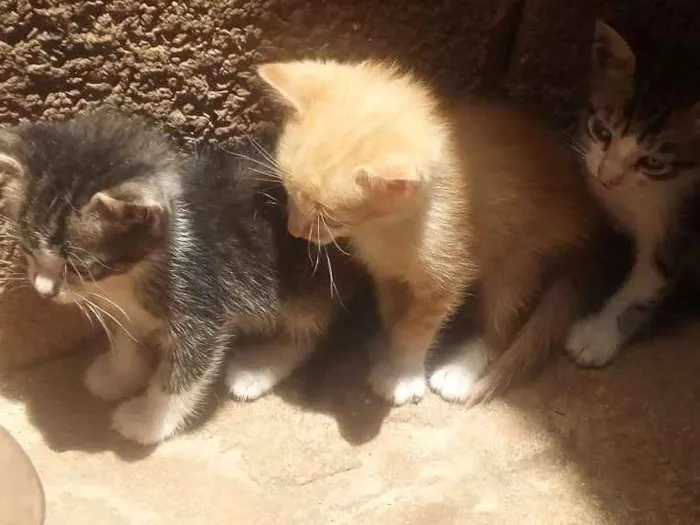 Gato ra a Vira lata idade Abaixo de 2 meses nome Gatinhos