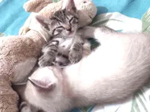 Gato raça Siamês idade Abaixo de 2 meses nome Não tem