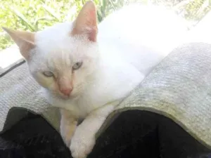 Gato raça Srd idade 2 a 6 meses nome Princesas 