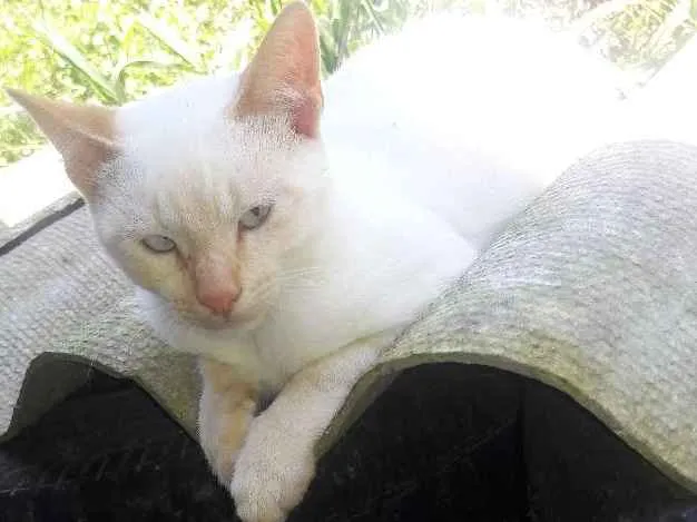 Gato ra a Srd idade 2 a 6 meses nome Princesas 