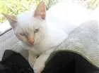 Gato raça Srd idade 2 a 6 meses nome Princesas 