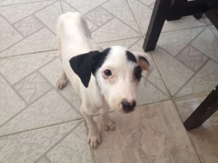 Cachorro raça vira lata idade Abaixo de 2 meses nome Mila