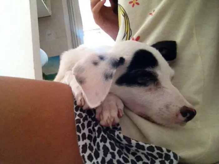 Cachorro raça vira lata idade Abaixo de 2 meses nome Mila