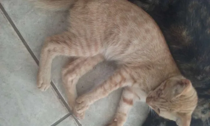 Gato raça SRD idade 2 a 6 meses nome Amarelinho