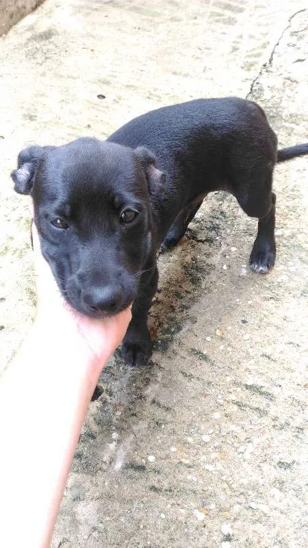 Cachorro ra a viralata idade 2 a 6 meses nome sem nome