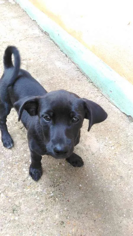 Cachorro ra a viralata idade 2 a 6 meses nome sem nome