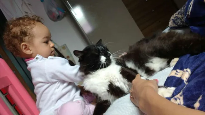 Gato ra a SRD idade 2 anos nome Vênus