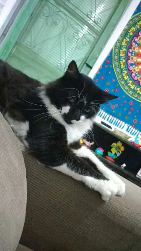 Gato ra a SRD idade 2 anos nome Vênus