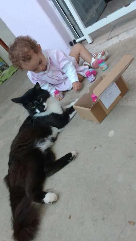 Gato ra a SRD idade 2 anos nome Vênus