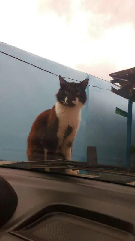 Gato ra a SRD idade 2 anos nome Vênus