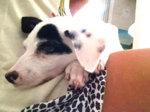 Cachorro raça vira lata idade Abaixo de 2 meses nome Mila