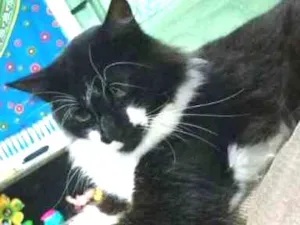 Gato raça SRD idade 2 anos nome Vênus