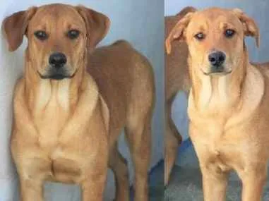 Cachorro ra a  idade 1 ano nome Max e Roque