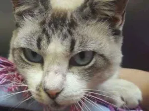 Gato raça SRD idade 7 a 11 meses nome Menina