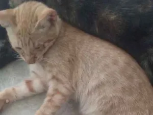 Gato raça SRD idade 2 a 6 meses nome Amarelinho