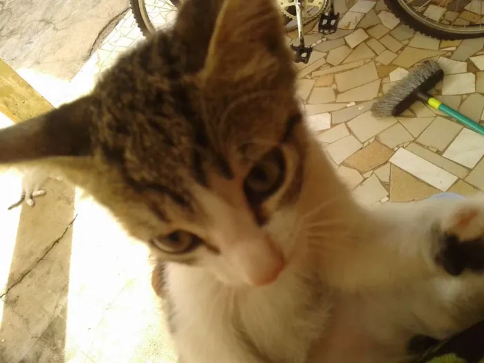 Gato ra a Siamês  idade 7 a 11 meses nome Maya, mimi, Max, ed