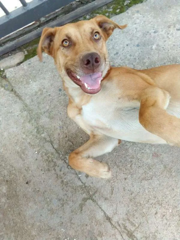 Cachorro ra a Sem raça definida idade 1 ano nome O nome você escolhe!