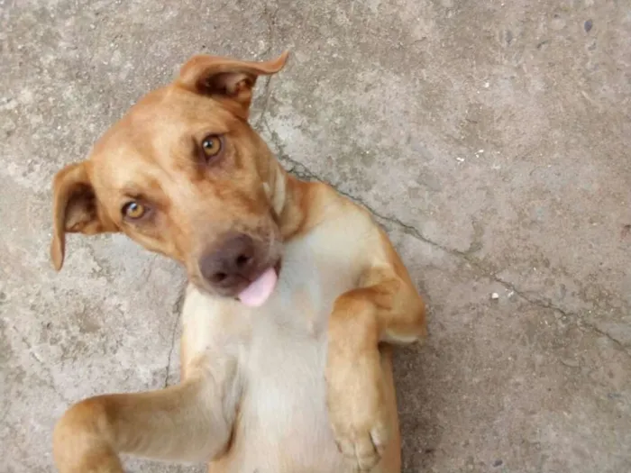 Cachorro ra a Sem raça definida idade 1 ano nome O nome você escolhe!